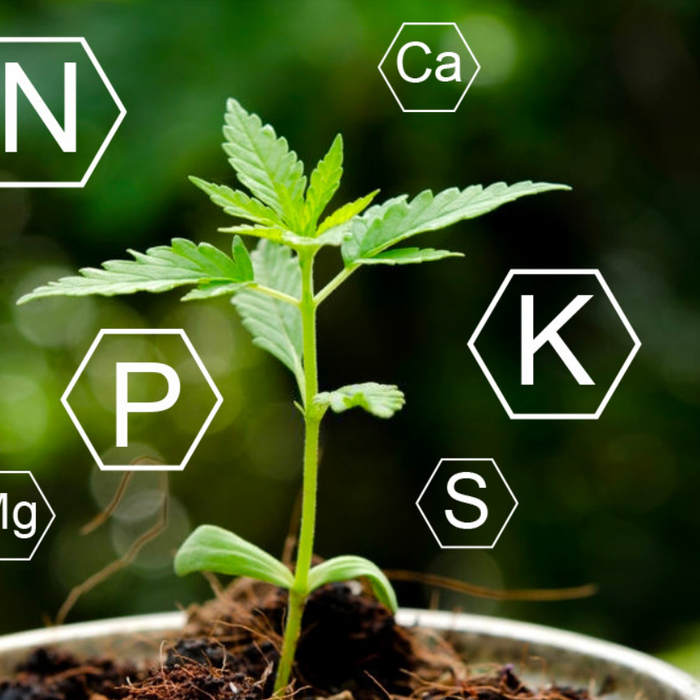 Cannabis Nutrients and Why they Matter