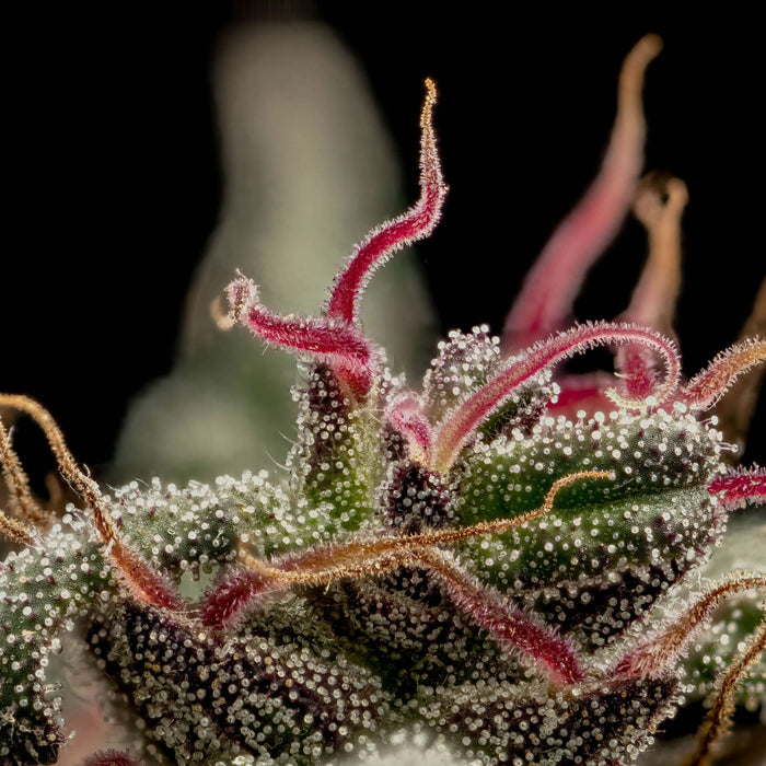 Trilogene Seeds: Honoring Cannabis Heritage with Legacy Strains