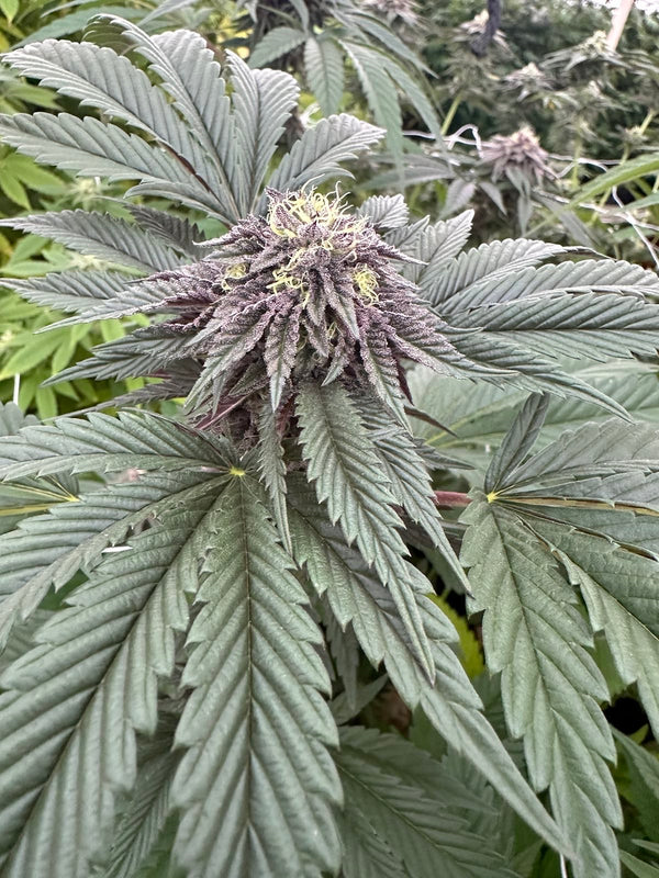 Acai Diesel Feminized Cannabis Seeds