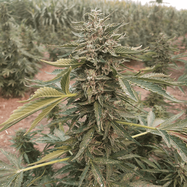 Auto Bot CBD Seeds