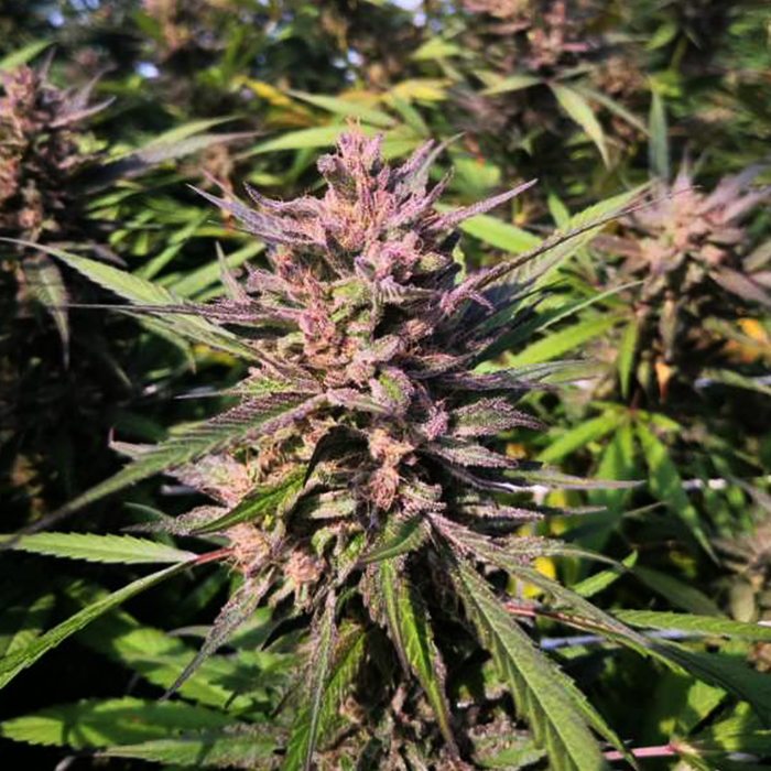 Close up image of Lucky Lucy purple hemp flower growing outdoors.