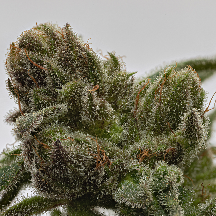 Marco image of Cherry bomb showing off its light green bud structure and high resin production.