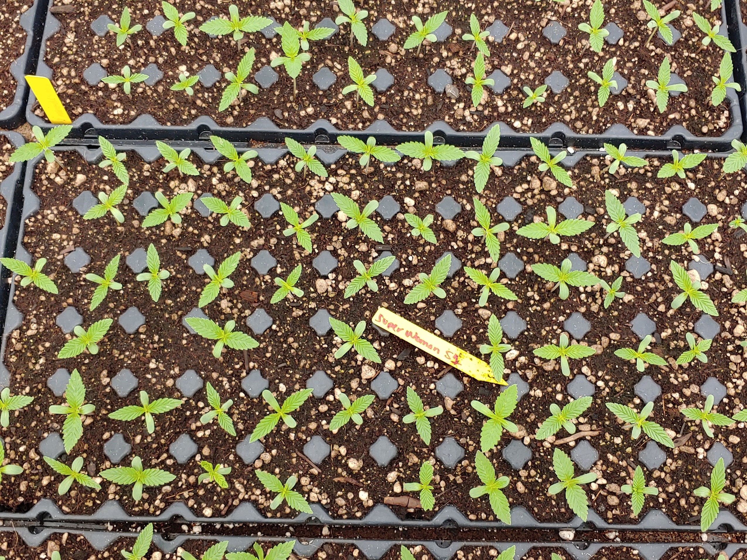 Vetting Your Seed Source