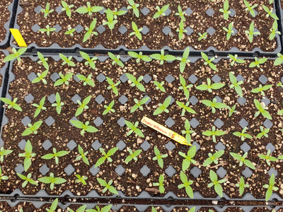 Vetting Your Seed Source
