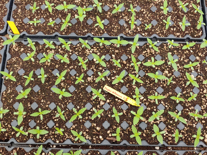 Vetting Your Seed Source