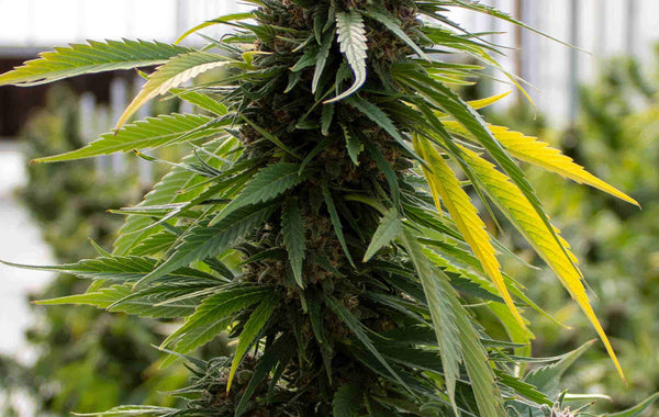 Feminized Cannabis Plant Flowering
