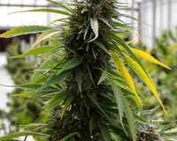 Feminized Cannabis Plant Flowering