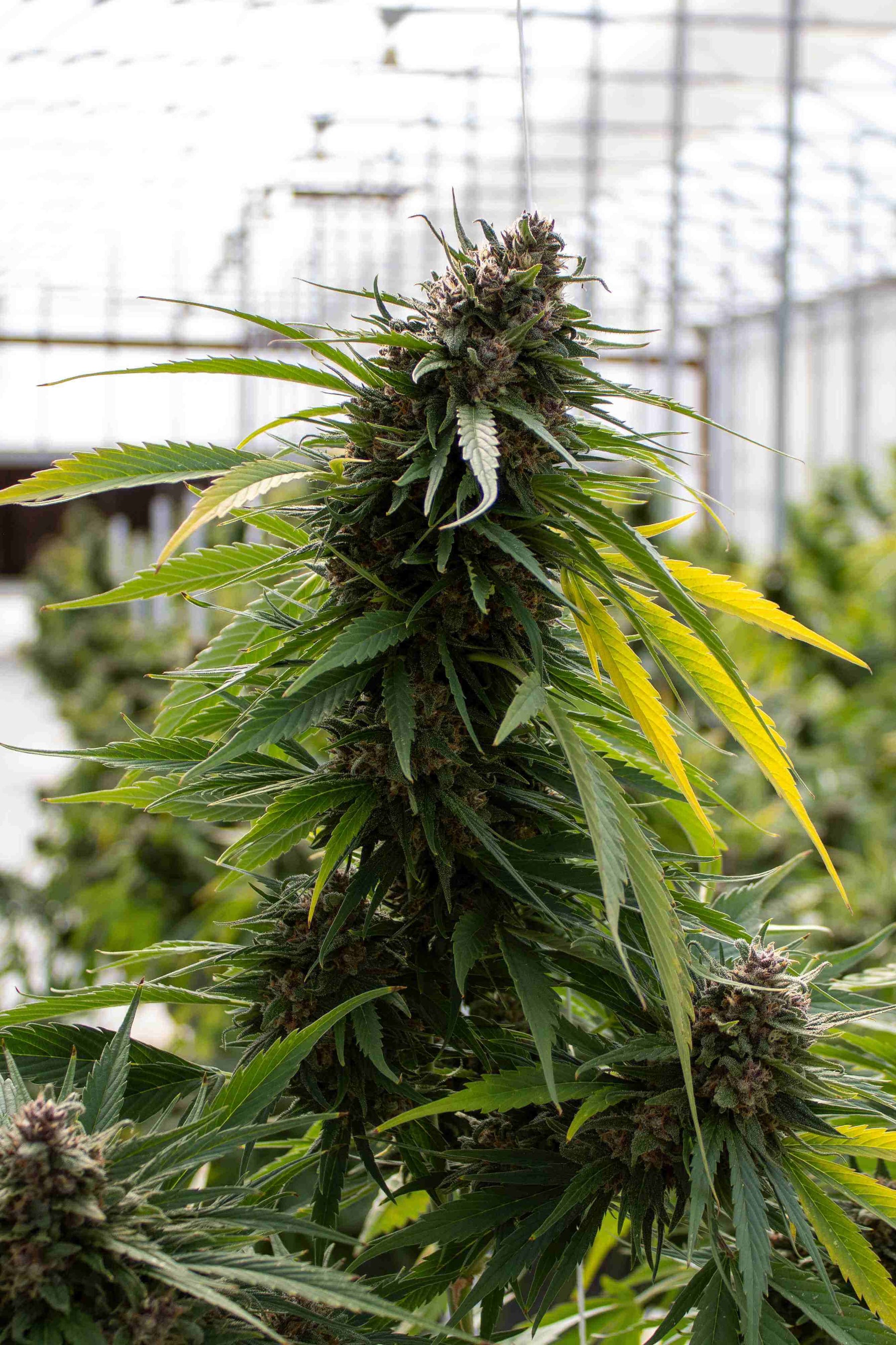 Feminized Cannabis Plant Flowering