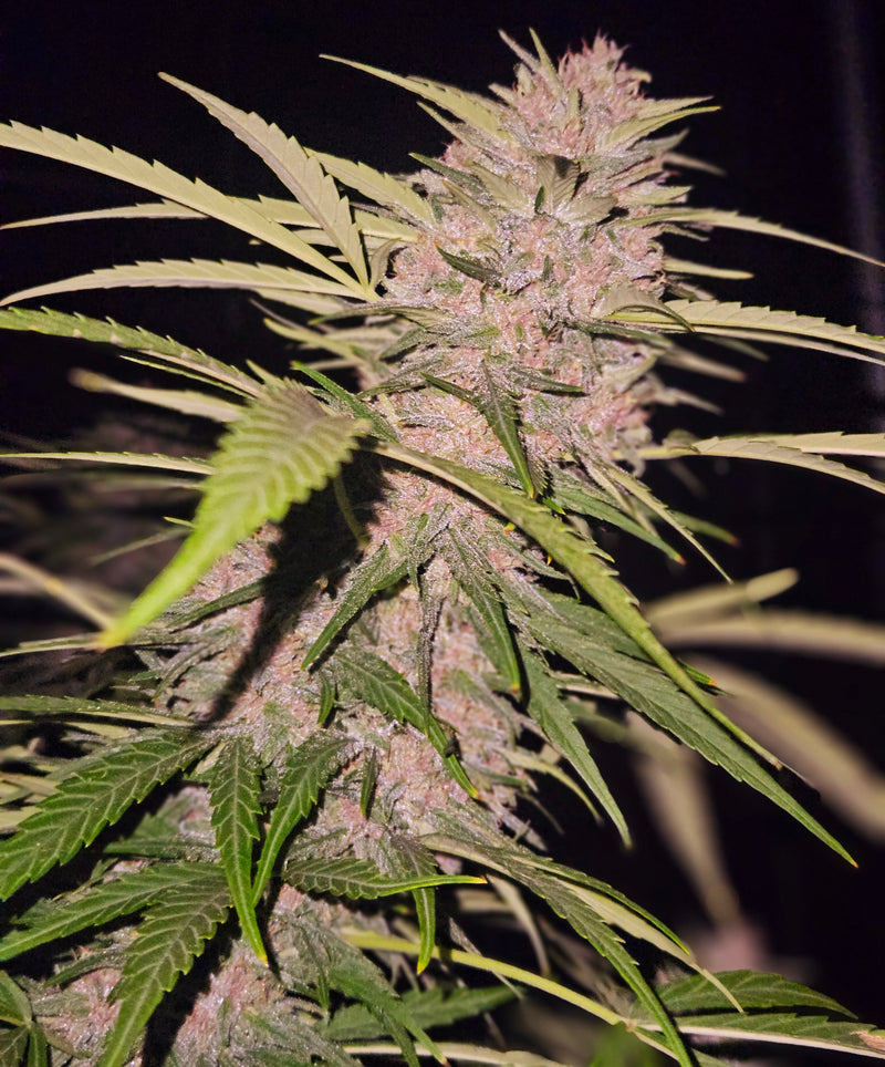 Cakeberry Brulee Strain: Effects, Flavors & More