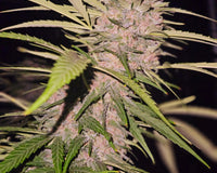 Cakeberry Brulee Strain: Effects, Flavors & More