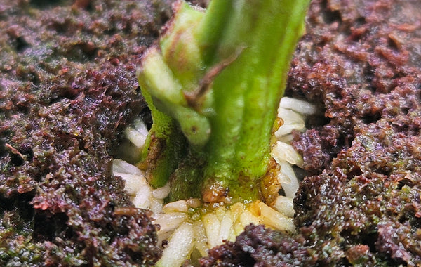 The Strongest High THC Autoflower Seeds: Top 5