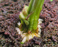 The Strongest High THC Autoflower Seeds: Top 5