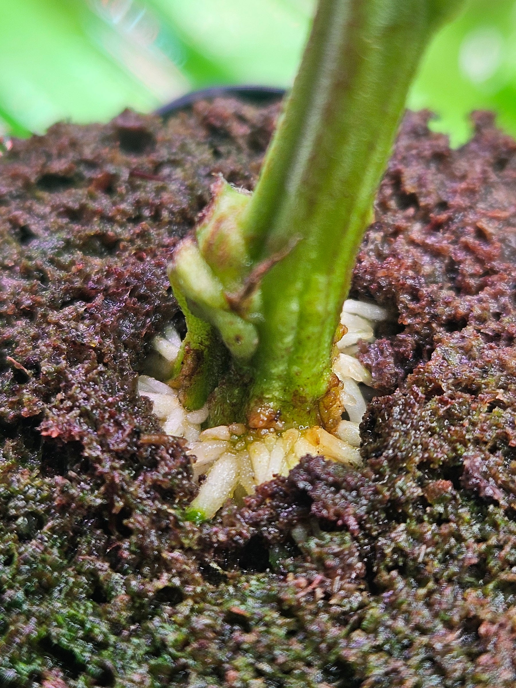 The Strongest High THC Autoflower Seeds: Top 5