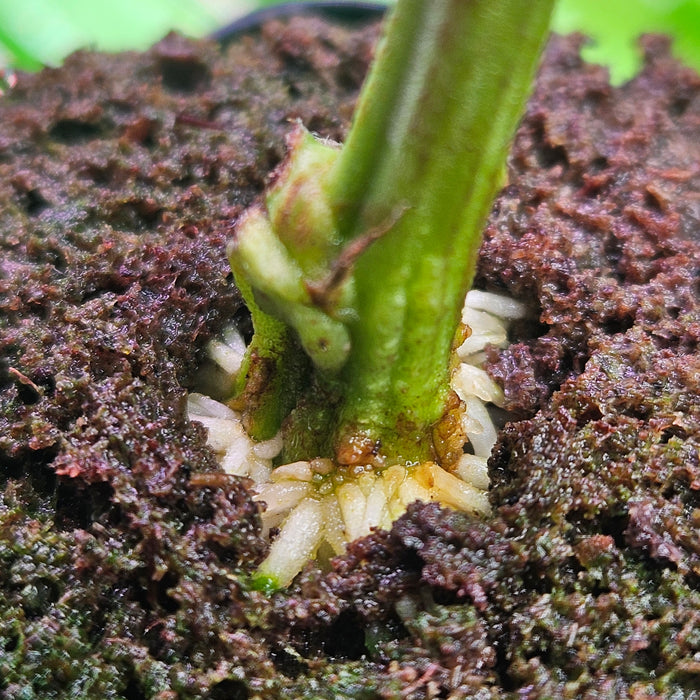 The Strongest High THC Autoflower Seeds: Top 5