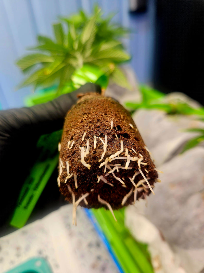 Feminized Autoflower Seeds: A Comprehensive Guide