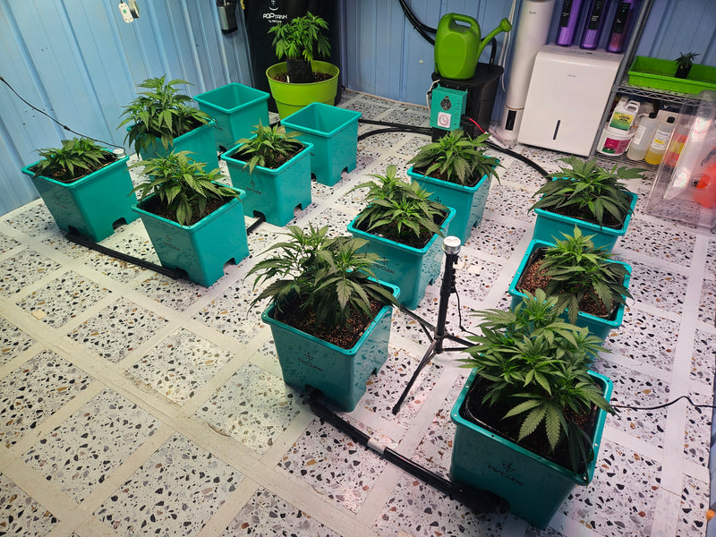 What Is an Autoflower Mix Pack? A Grower's Guide