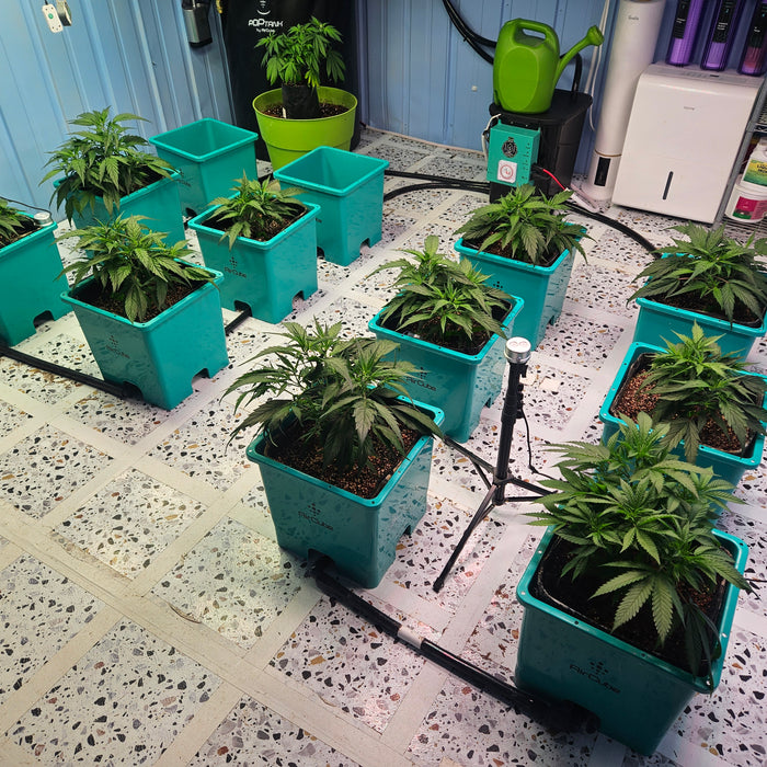 The Ultimate Autoflower Mix Pack Guide for Beginners