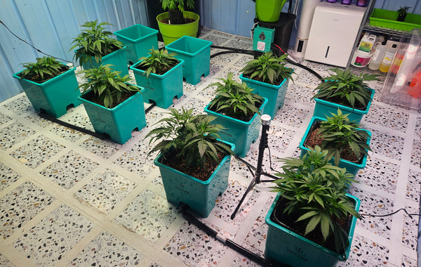 The Ultimate Guide to Growing CBG Seeds
