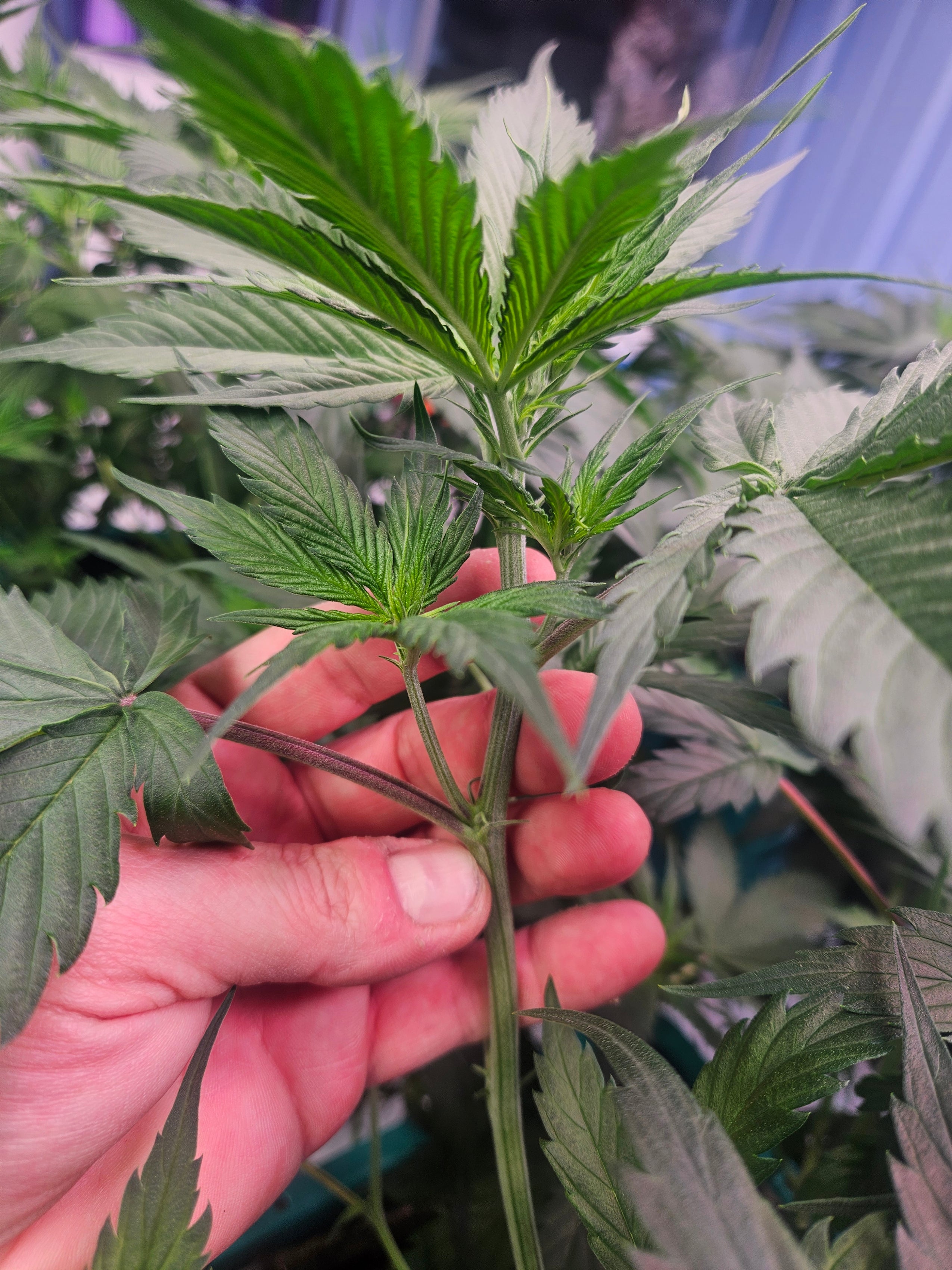 Growing Auto Cannabis Seeds: A Beginner's Guide