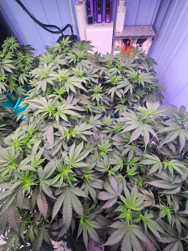 Feminized Seeds 101: The Complete Grower's Guide