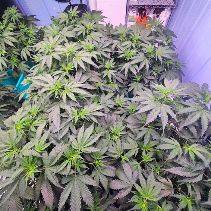 How to Create Feminized Cannabis Seeds: A Complete Guide