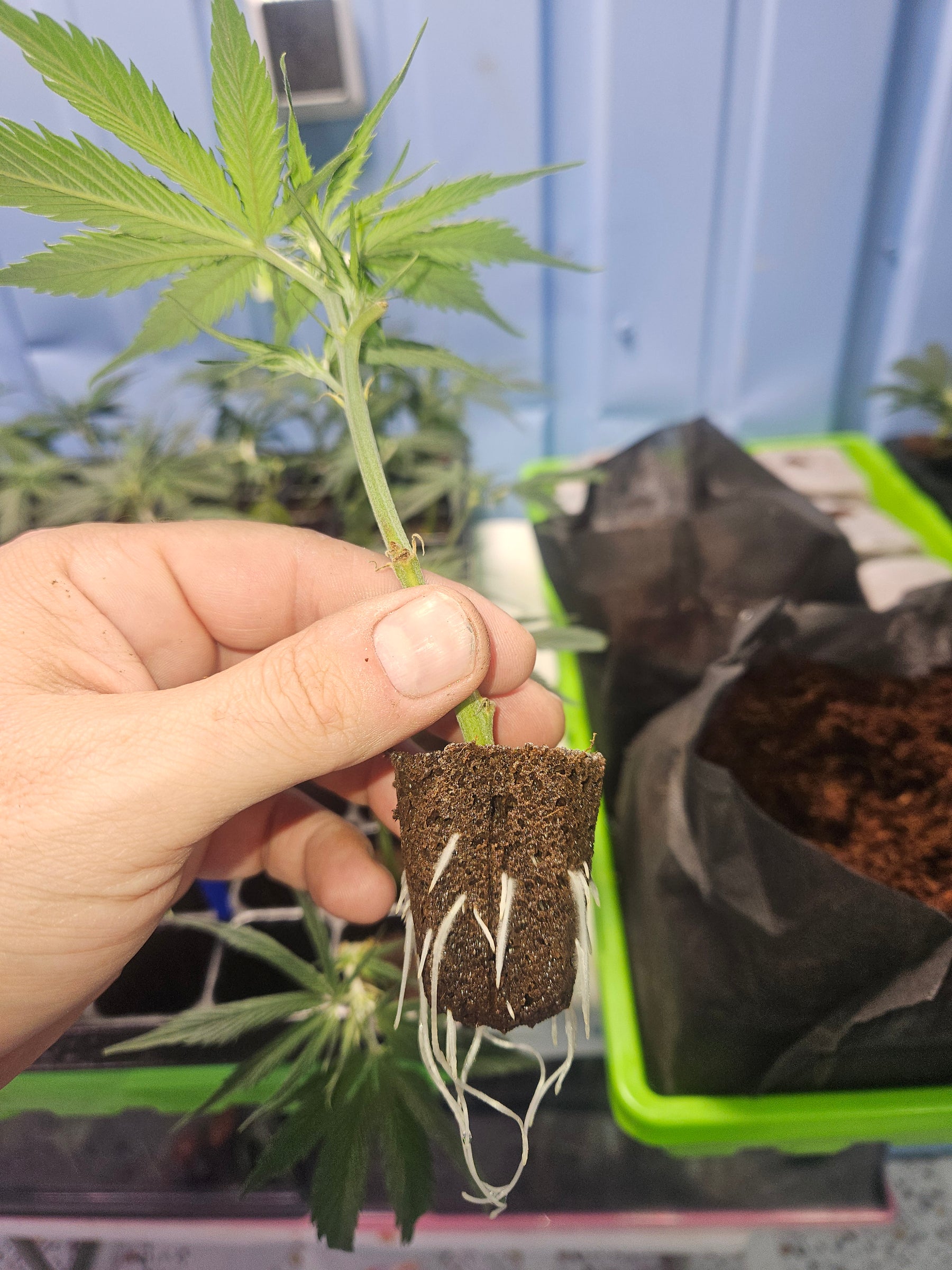 How to Plant Autoflower Seeds Directly in Soil