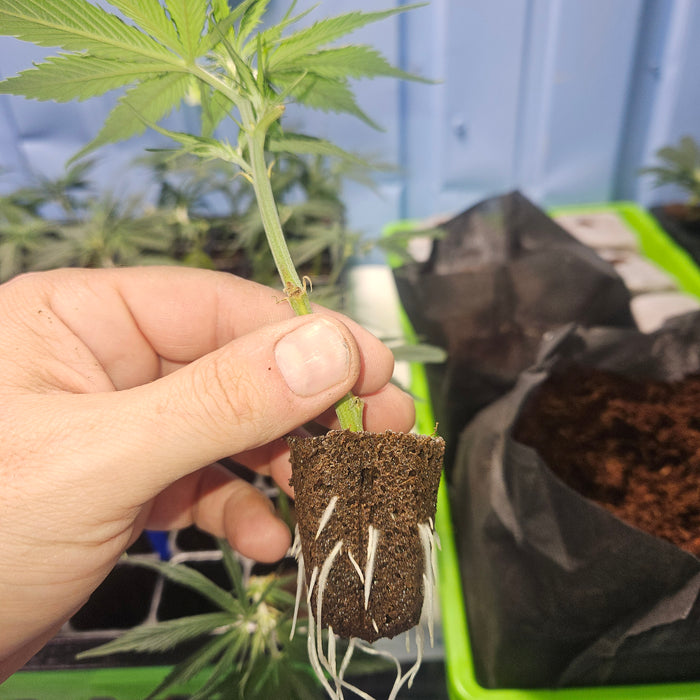 How to Plant Autoflower Seeds Directly in Soil
