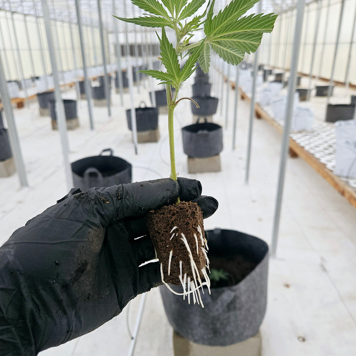 How to Grow Autoflowering Seeds: A Week-by-Week Guide