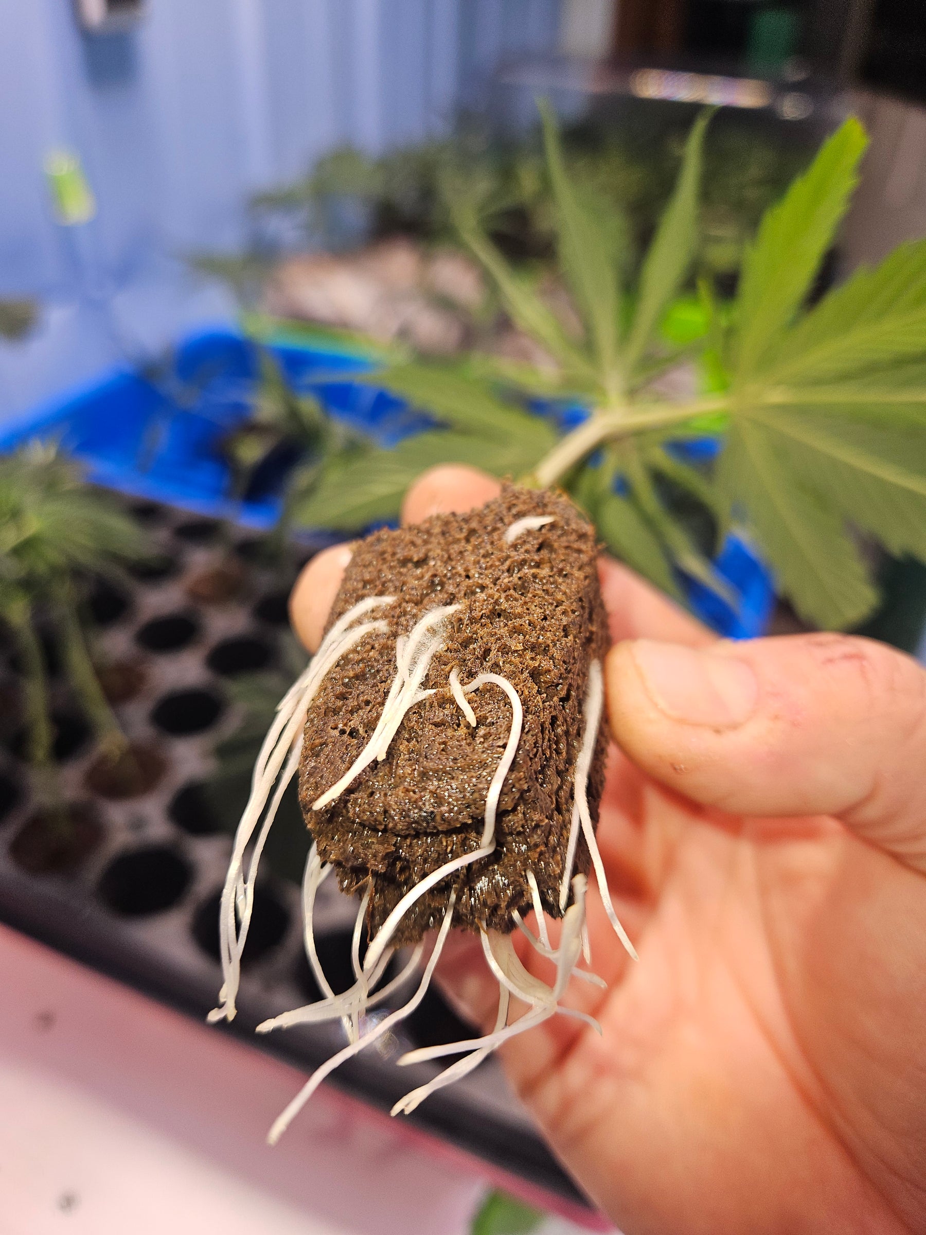 Auto Feminized Seeds: Pros, Cons & Growing Guide