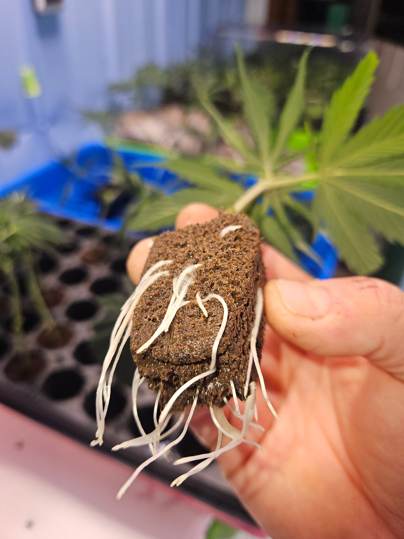 Growing Short Cannabis Plants: A Complete Guide