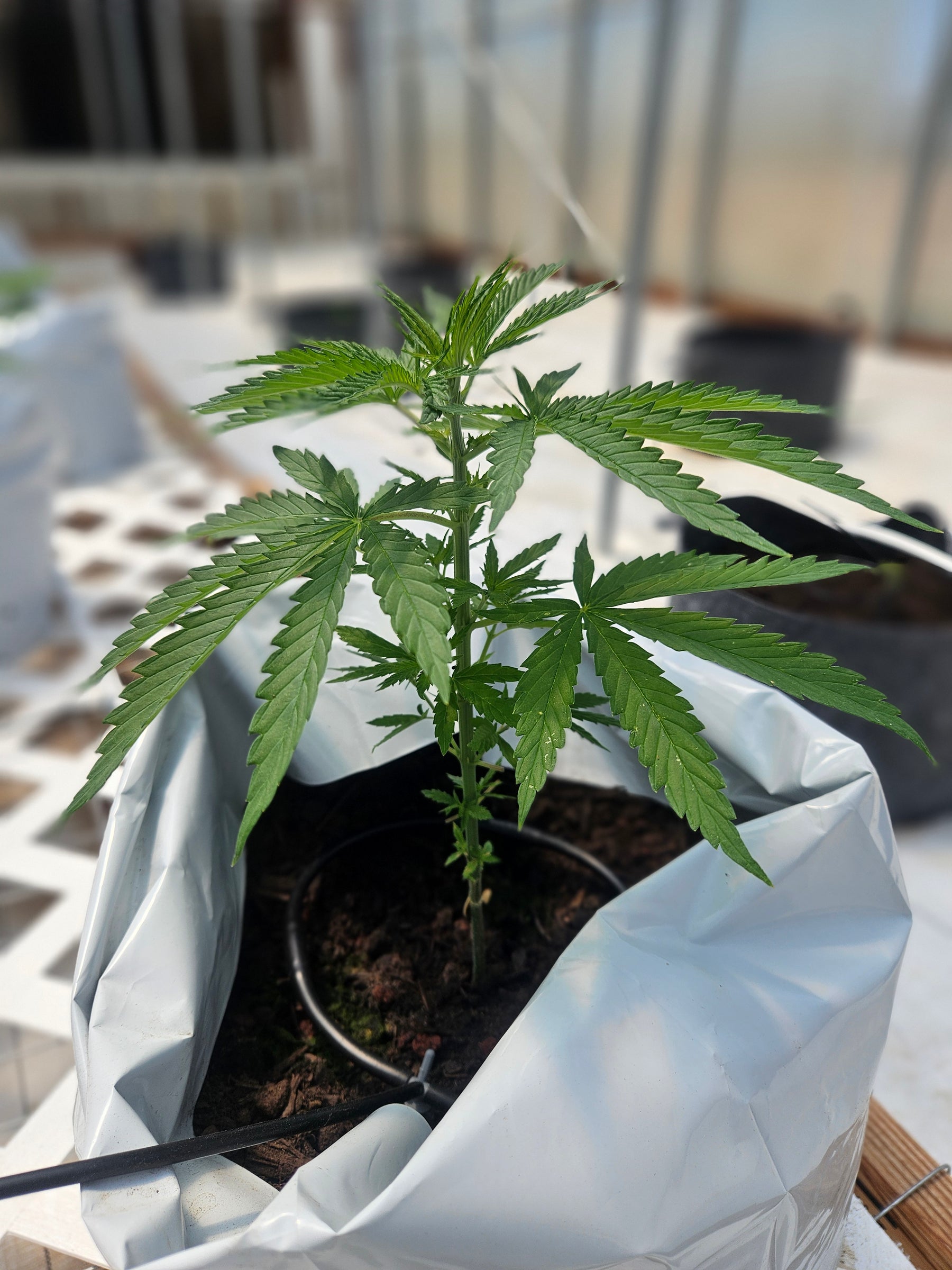 Sour Banana Sherbet Strain: Grower's Guide & Strain Review