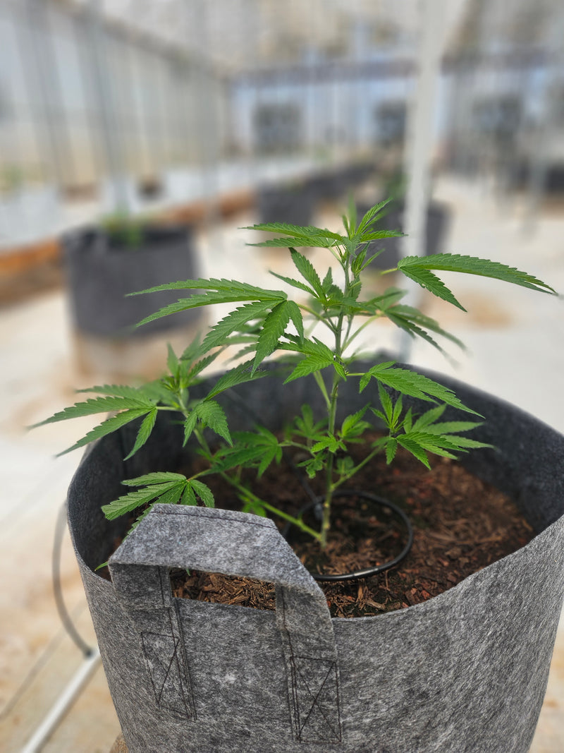 Your Guide to Autoflower Cannabis Seeds: Tips & Tricks