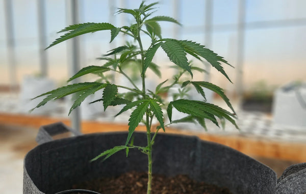 THCA Seeds vs. THC Seeds: What Growers Need to Know
