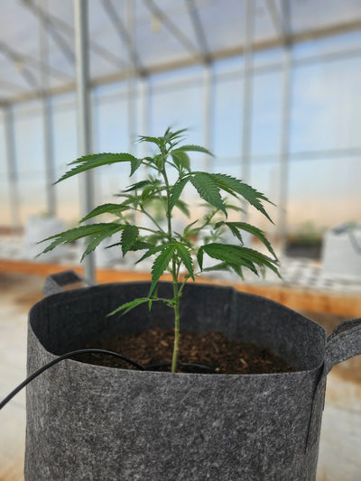 THCA vs. THC Seed: What's the Real Difference?