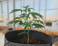 THCA Seeds vs. THC Seeds: What Growers Need to Know