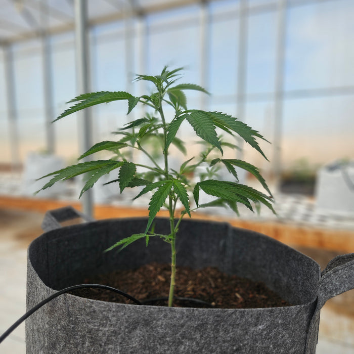 THCA Seeds vs. THC Seeds: What Growers Need to Know