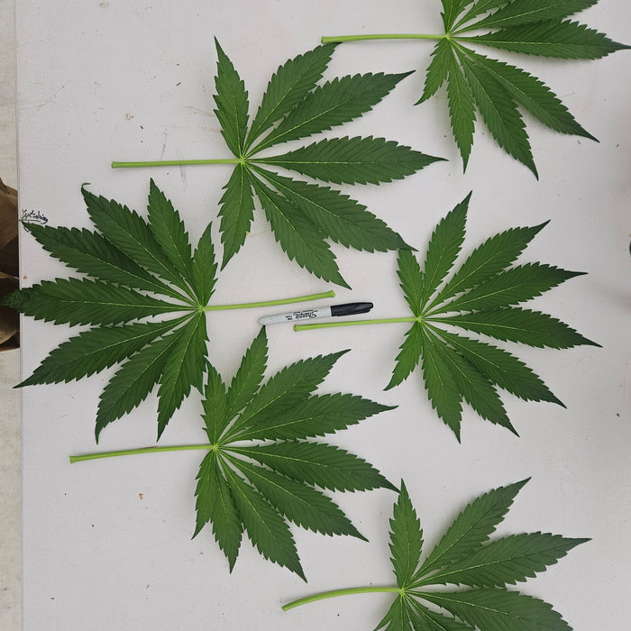 How to Start Autoflower Seeds: The Ultimate Guide