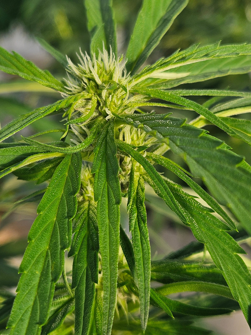 Red Poison Strain: Effects, Flavors & Grow Info