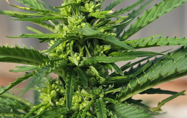 Auto Feminized Seeds: The Complete Grower's Guide
