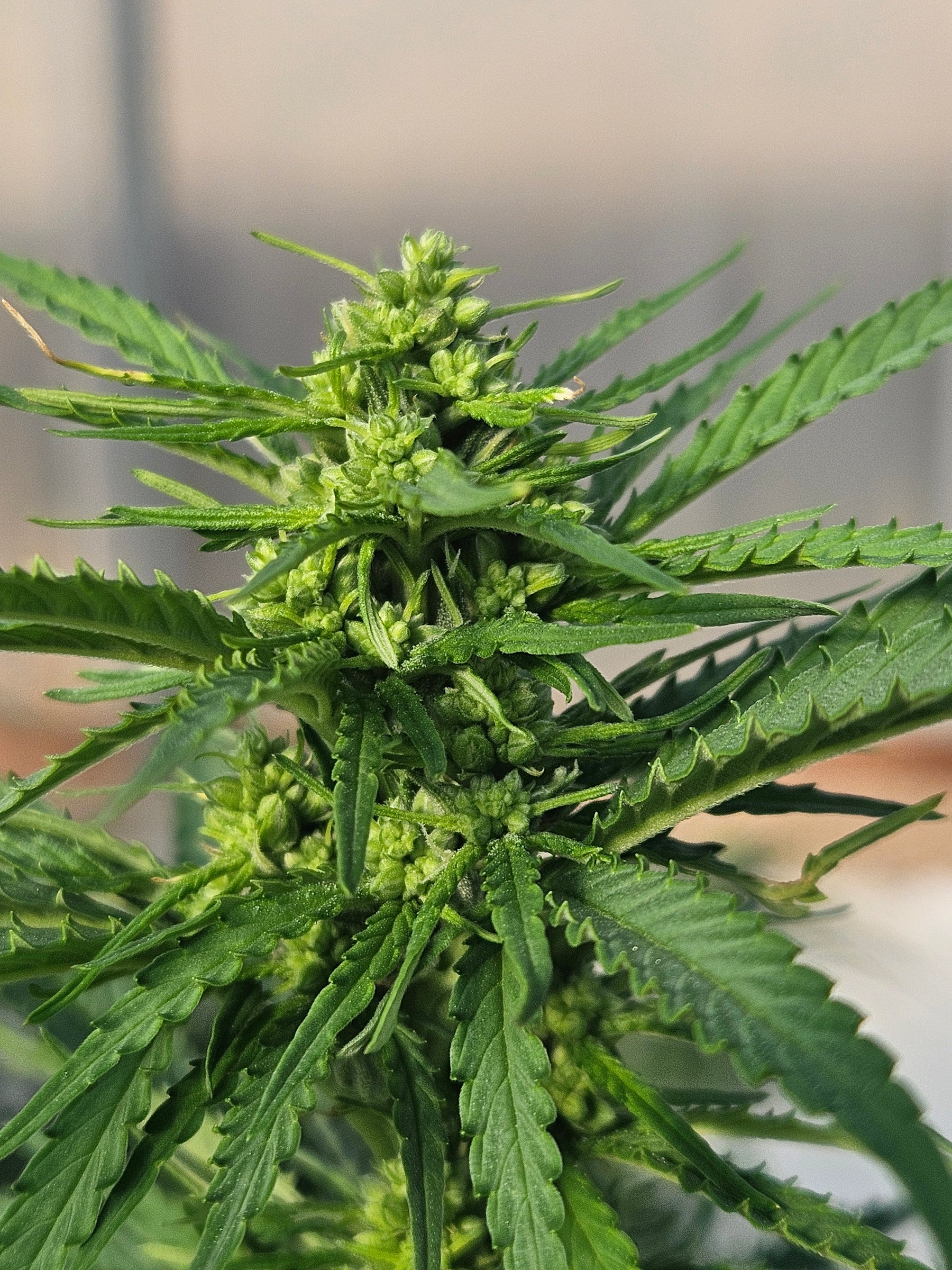 Top High-CBG Strains: Benefits, Growing, and Where to Buy
