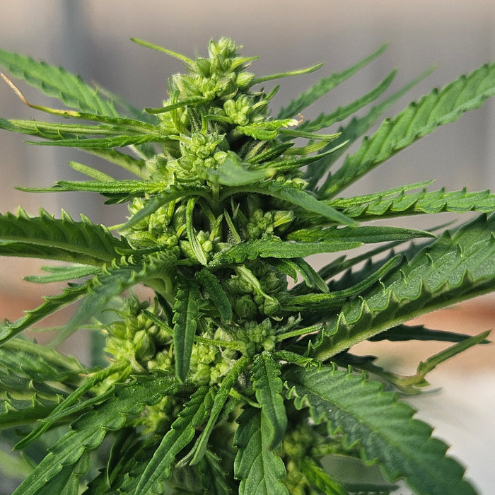 Top High-CBG Strains: Benefits, Growing, and Where to Buy