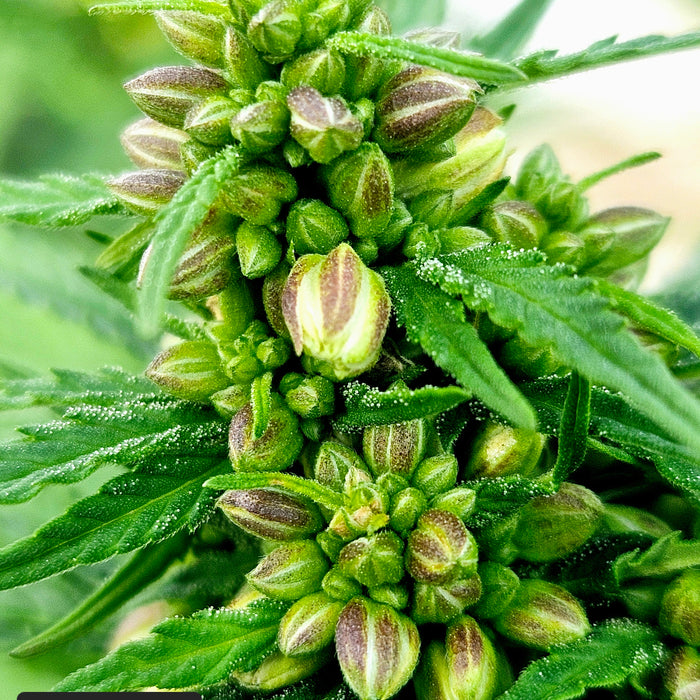 How to Buy Autoflower Seeds: A Beginner's Guide