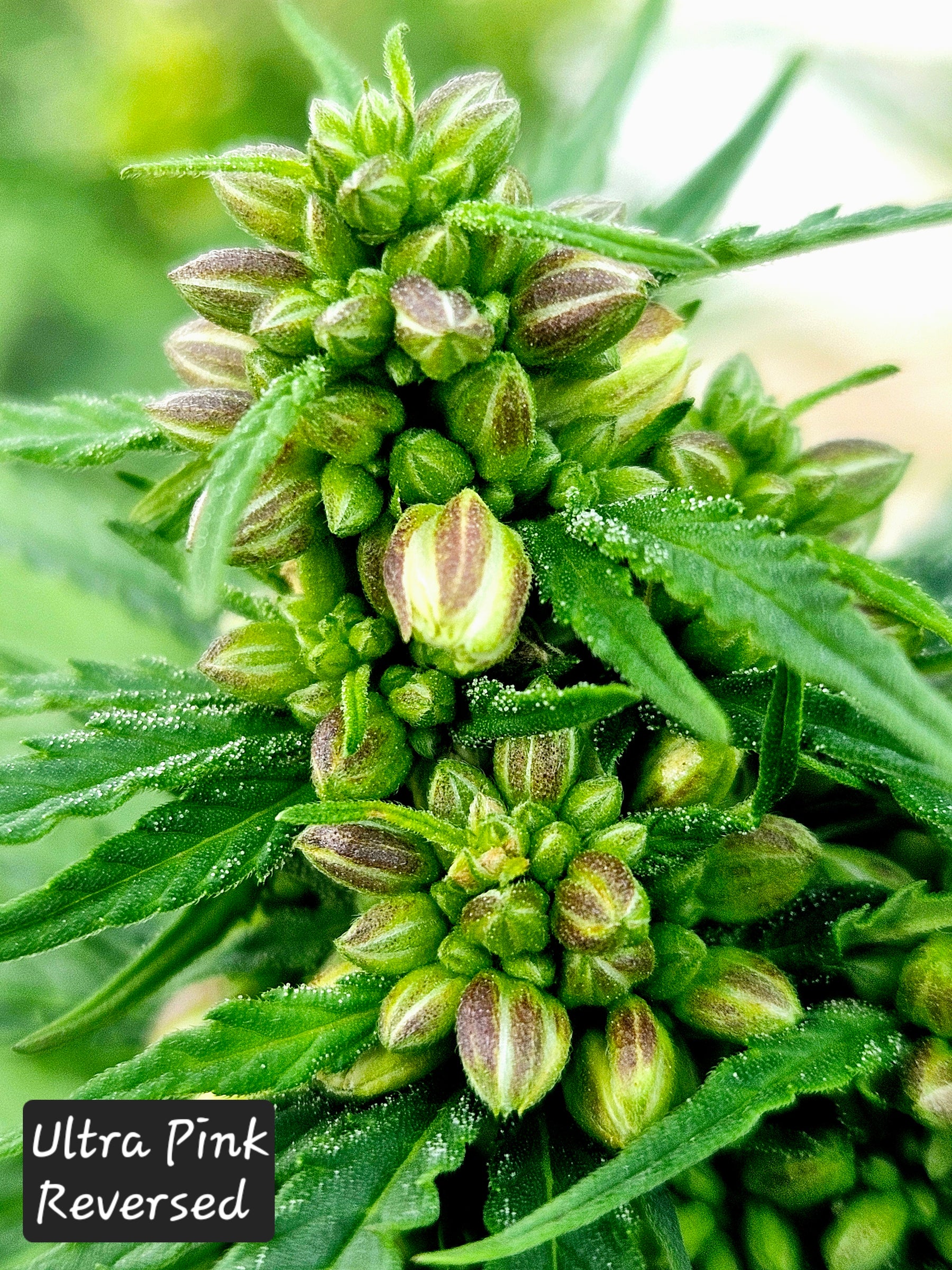 THCA Flower Seeds 101: A Complete Grower's Guide