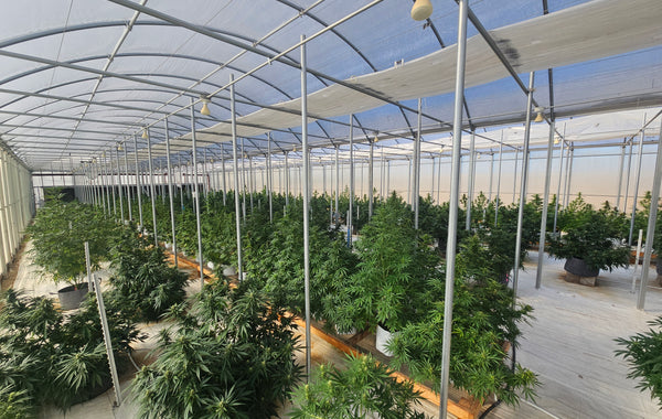 Best CBG Strains: Top Varieties & Their Benefits