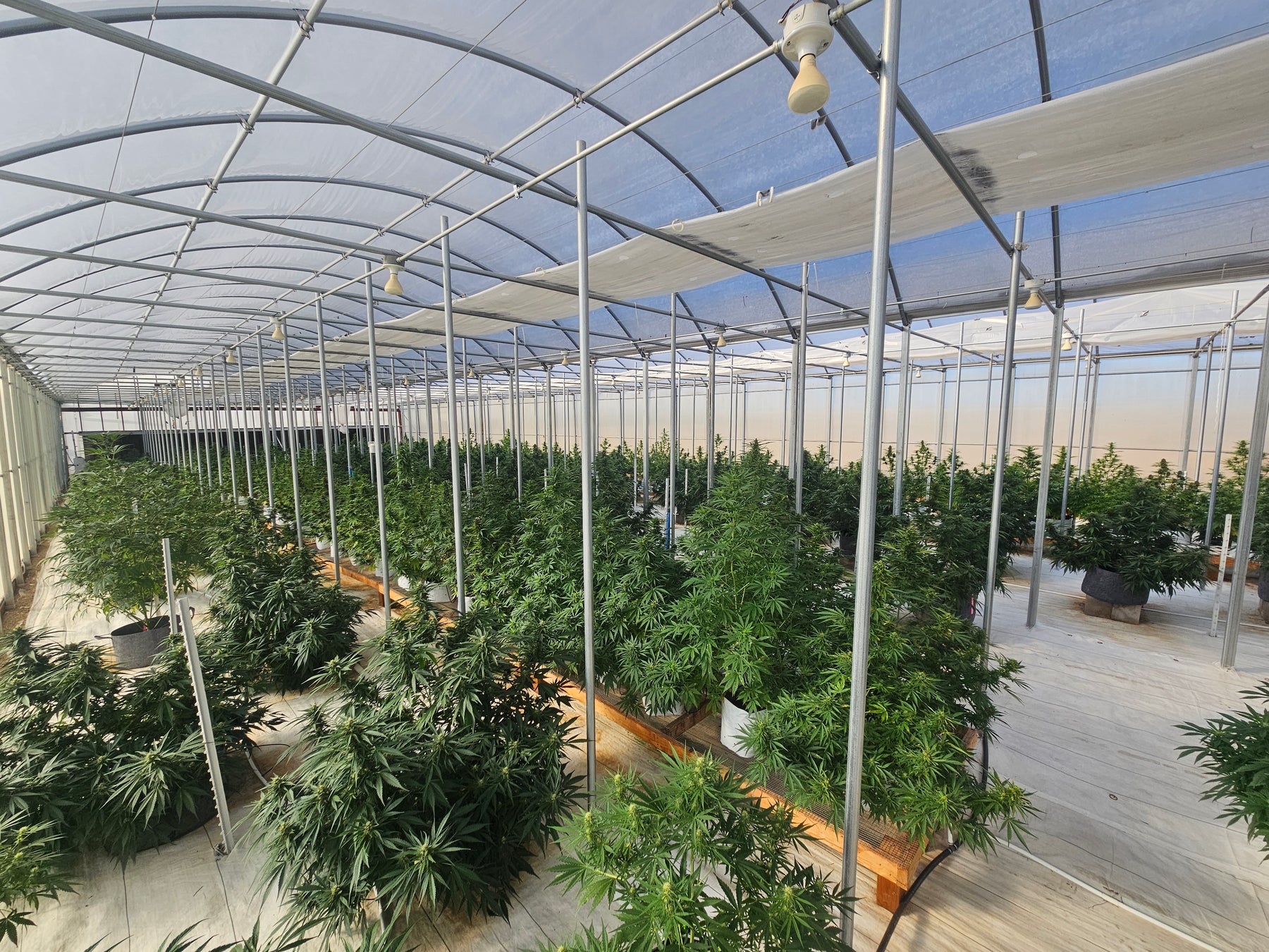 Best CBG Strains: Top Varieties & Their Benefits