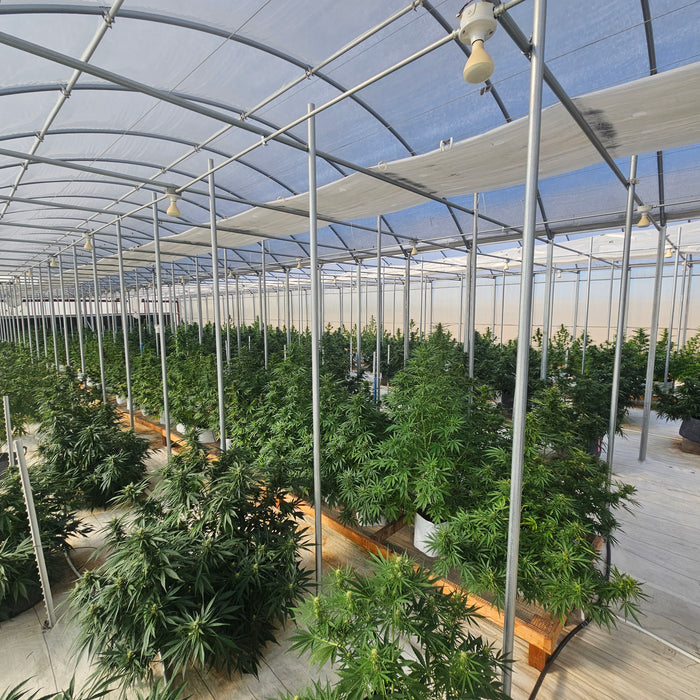 Best CBG Strains: Top Varieties & Their Benefits