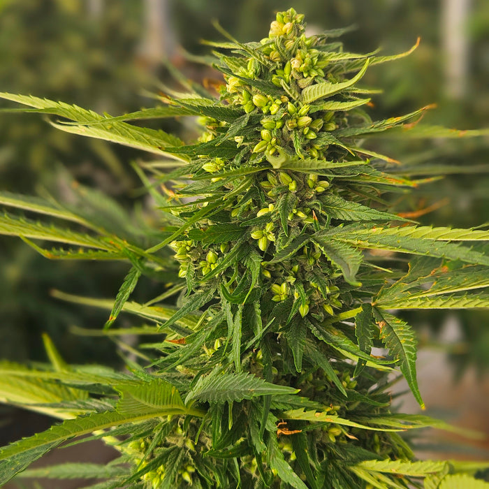 Type 4 Cannabis Seeds: Your Complete Guide