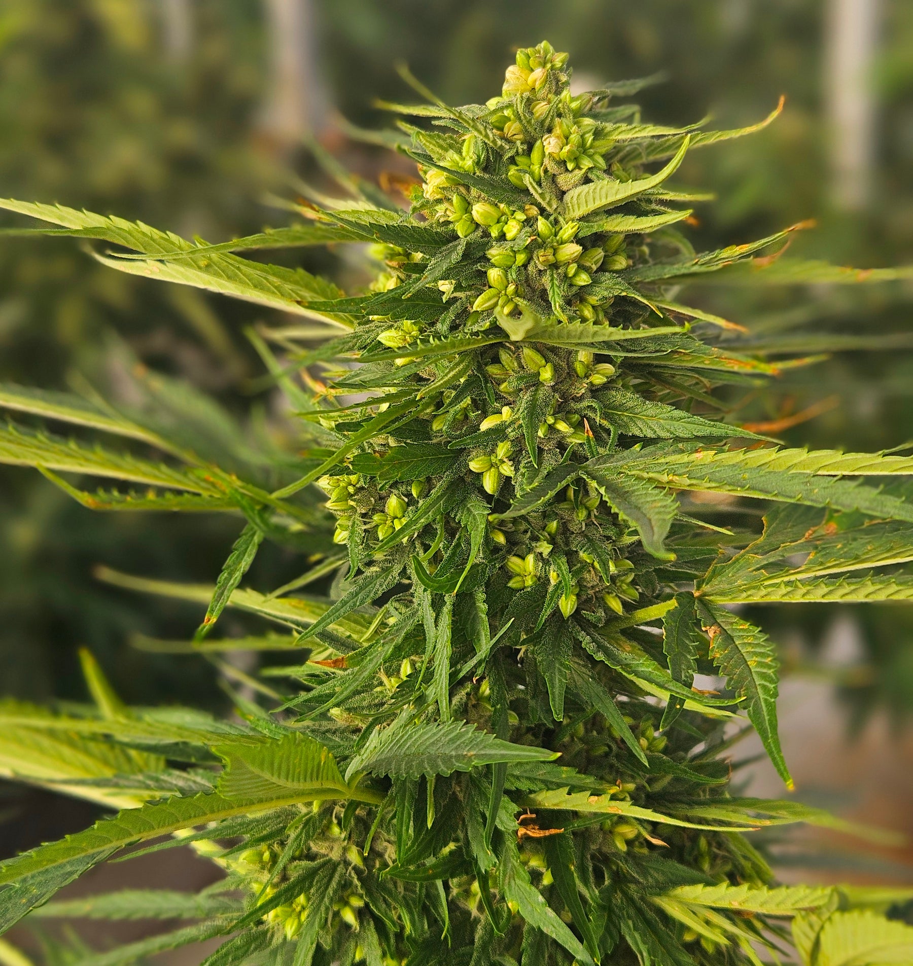 Best Autoflower Light Cycle for Max Yield