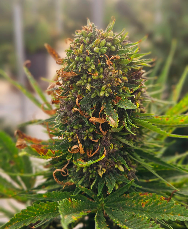 Why Did My Autoflower Produce Seeds? Here's the Fix