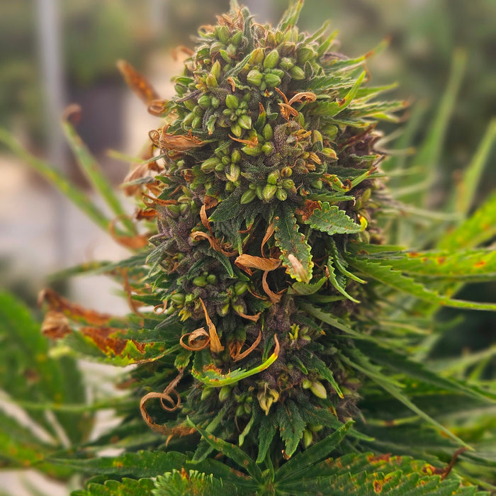 Why Did My Autoflower Produce Seeds? A Grower's Guide